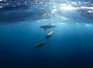 dolphins-918752_1280